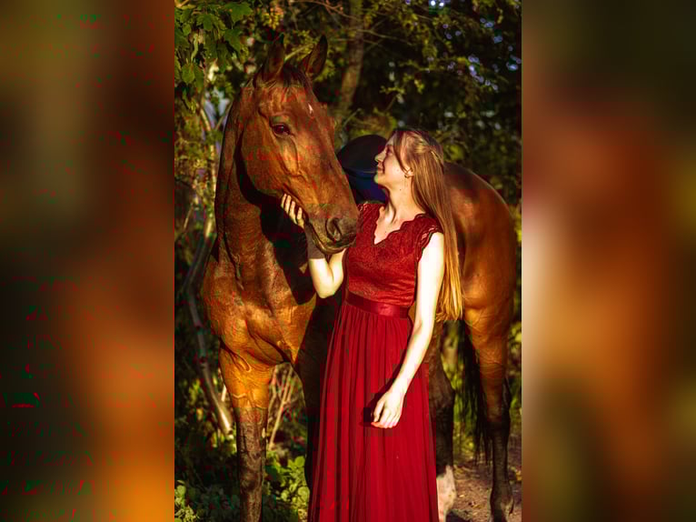 Hannoveriano Caballo castrado 22 años 177 cm Castaño in Bernsbacherns