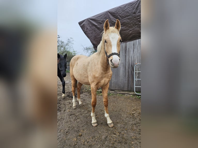 Hannoveriano Caballo castrado 2 años 151 cm Palomino in Moers