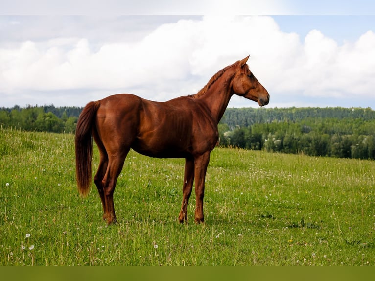 Hannoveriano Caballo castrado 2 años 160 cm Alazán in Buseck