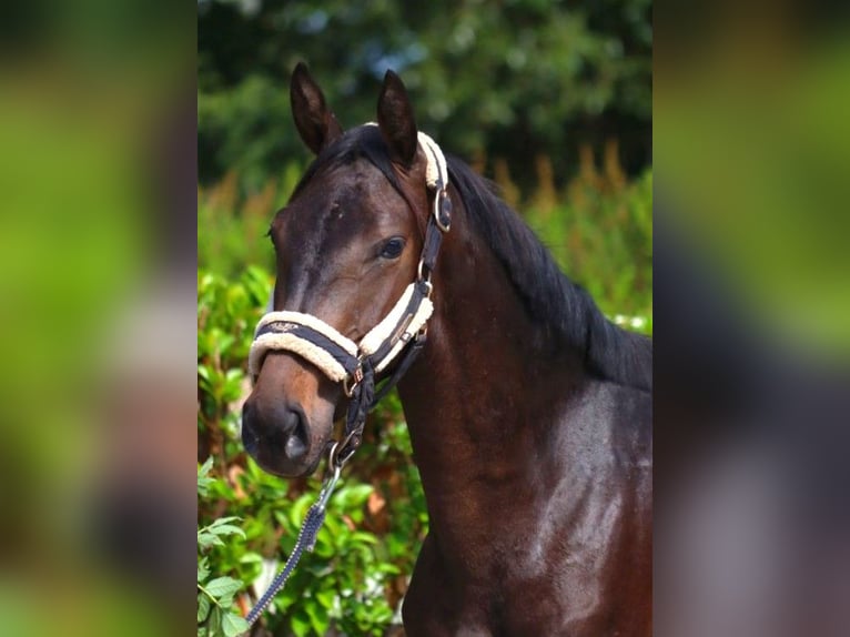 Hannoveriano Caballo castrado 2 años 160 cm Castaño oscuro in Selsingen