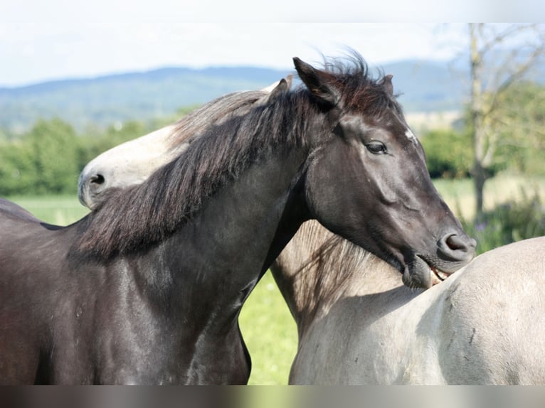 Hannoveriano Caballo castrado 2 años 160 cm Negro in Hardegsen