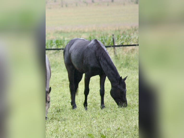 Hannoveriano Caballo castrado 2 años 160 cm Negro in Hardegsen