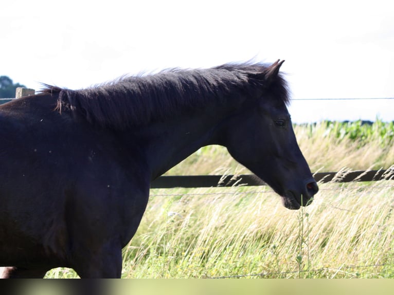 Hannoveriano Caballo castrado 2 años 160 cm Negro in Hardegsen