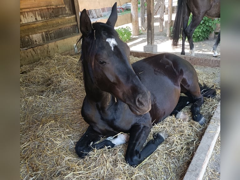 Hannoveriano Caballo castrado 2 años 160 cm Negro in Hemmingen
