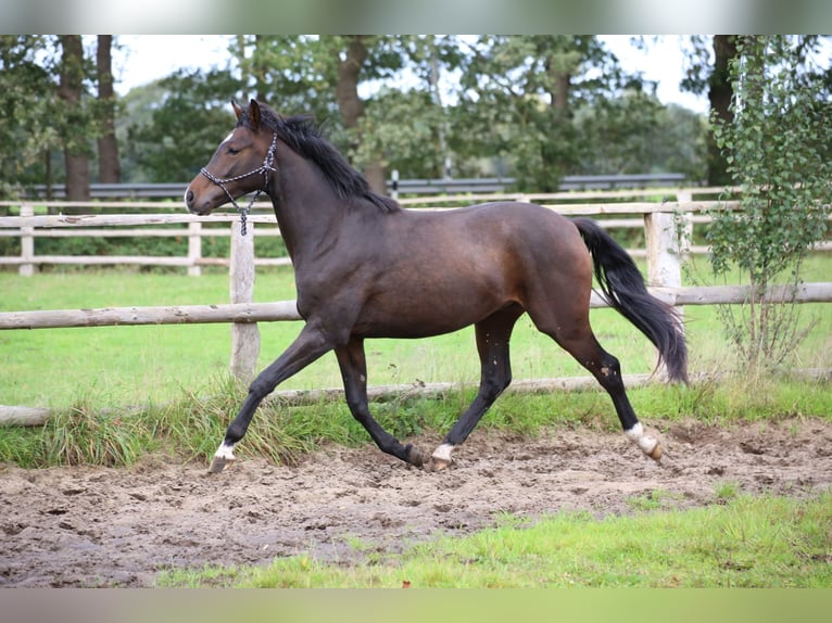 Hannoveriano Caballo castrado 2 años 161 cm Castaño oscuro in Fredenbeck