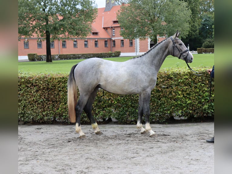 Hannoveriano Caballo castrado 2 años 161 cm Tordo in Celle