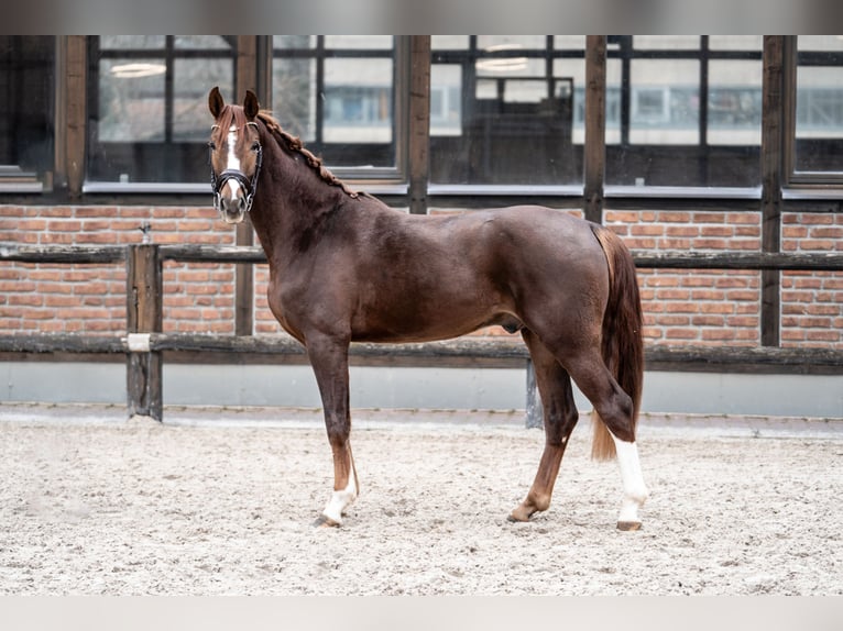 Hannoveriano Caballo castrado 2 años 162 cm Alazán-tostado in Heidesheim am Rhein