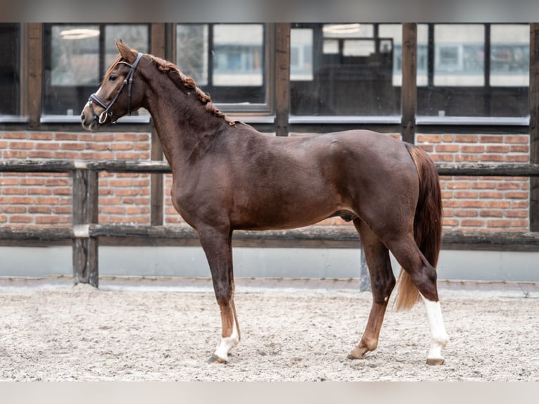 Hannoveriano Caballo castrado 2 años 162 cm Alazán-tostado in Heidesheim am Rhein