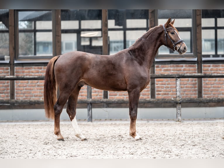 Hannoveriano Caballo castrado 2 años 162 cm Alazán-tostado in Heidesheim am Rhein