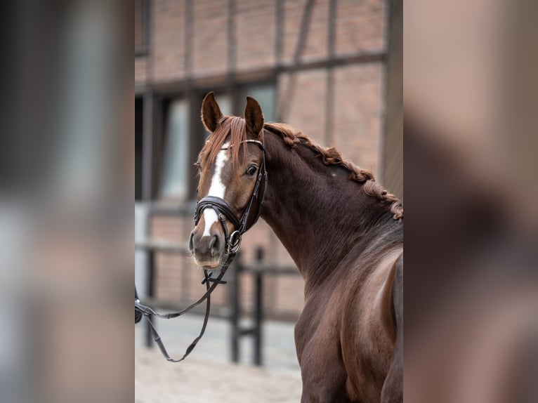 Hannoveriano Caballo castrado 2 años 162 cm Alazán-tostado in Heidesheim am Rhein