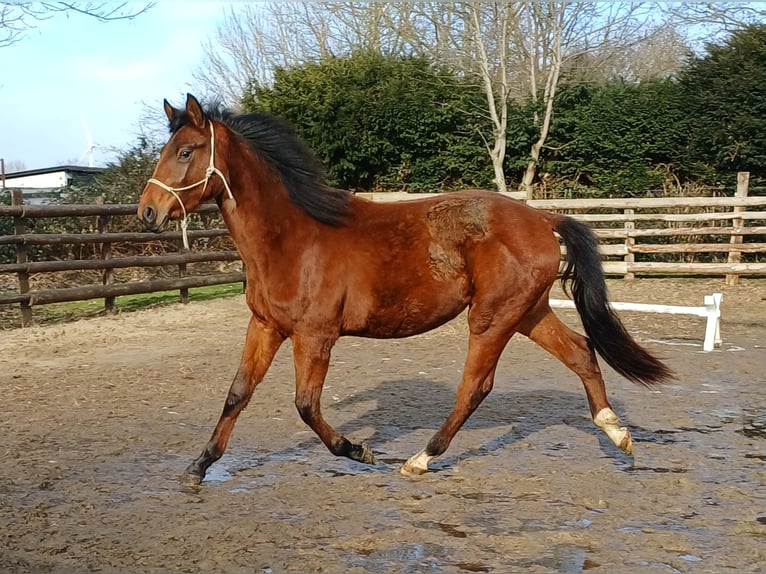 Hannoveriano Caballo castrado 2 años 162 cm Castaño in Bremerhaven