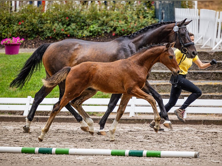 Hannoveriano Caballo castrado 2 años 162 cm Castaño oscuro in Neu-Eichenberg