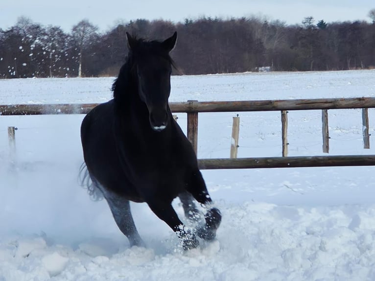 Hannoveriano Caballo castrado 2 años 162 cm Morcillo in Osteel