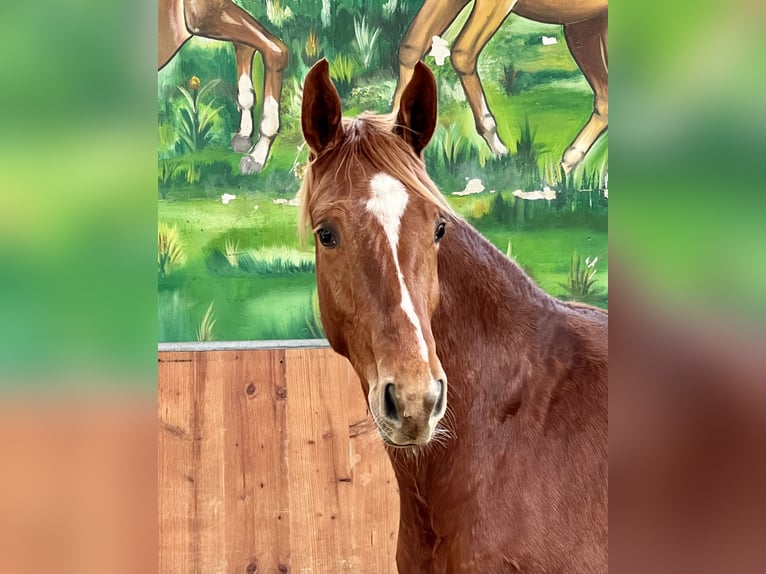 Hannoveriano Caballo castrado 2 años 163 cm Alazán in Rees