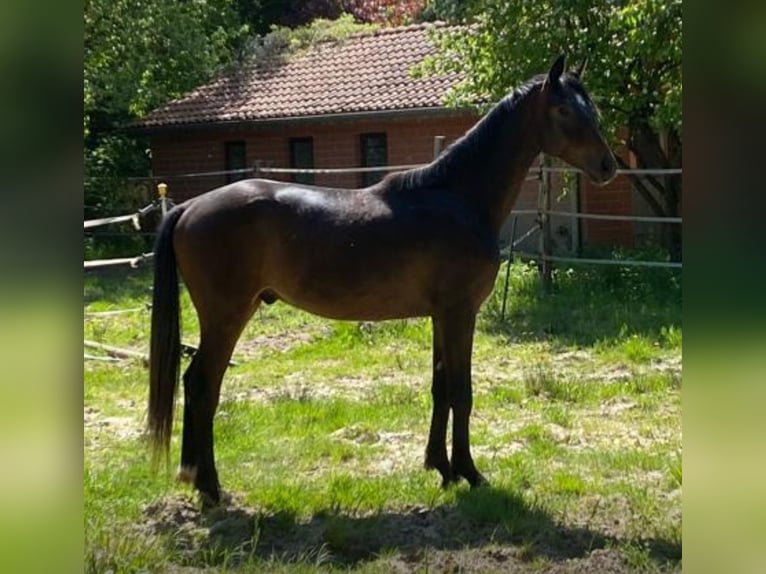 Hannoveriano Caballo castrado 2 años 164 cm Castaño in Neustadt am R&#xFC;benberge