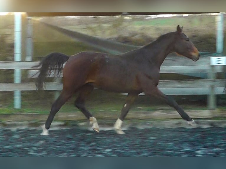 Hannoveriano Caballo castrado 2 años 164 cm Castaño oscuro in Neu-Eichenberg