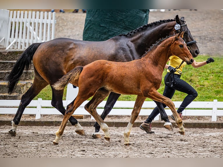 Hannoveriano Caballo castrado 2 años 164 cm Castaño oscuro in Neu-Eichenberg