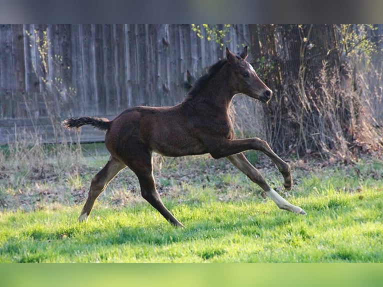 Hannoveriano Caballo castrado 2 años 164 cm Castaño oscuro in Neu-Eichenberg