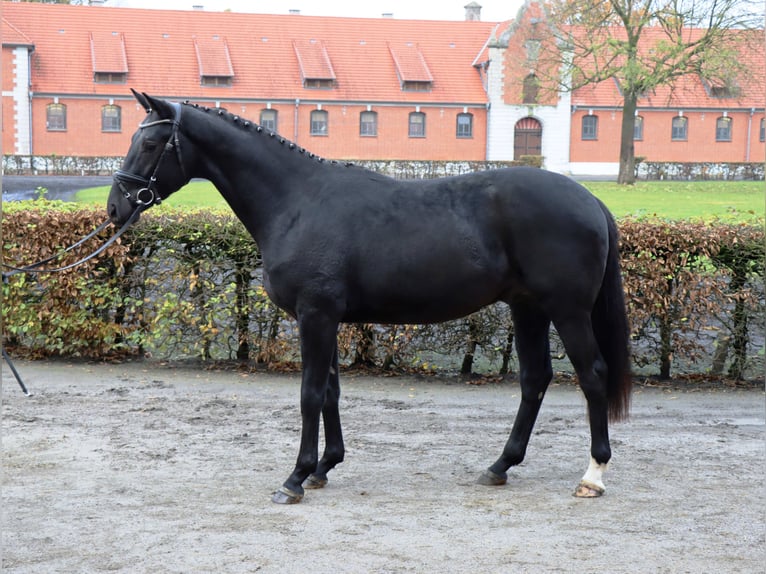 Hannoveriano Caballo castrado 2 años 164 cm Negro in Celle