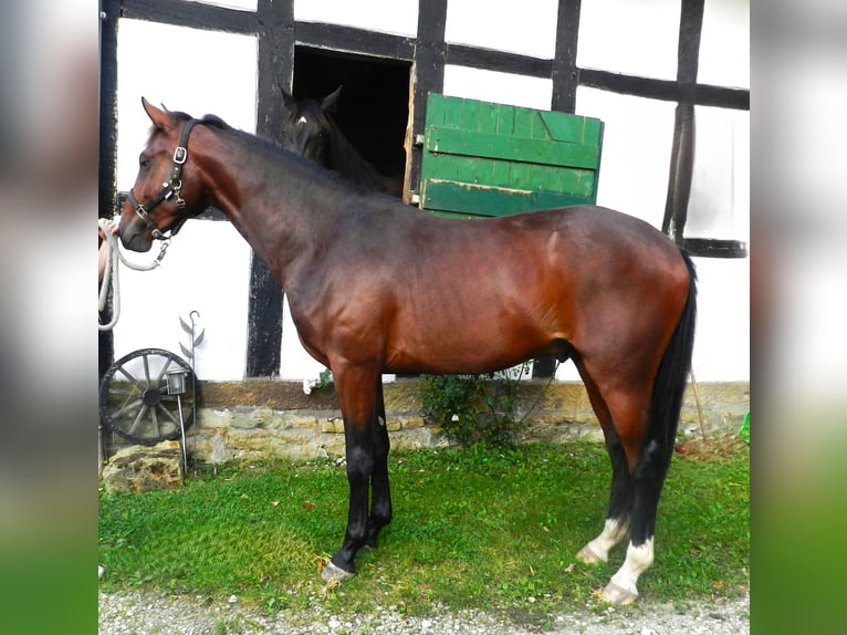 Hannoveriano Caballo castrado 2 años 165 cm Castaño oscuro in Lienen