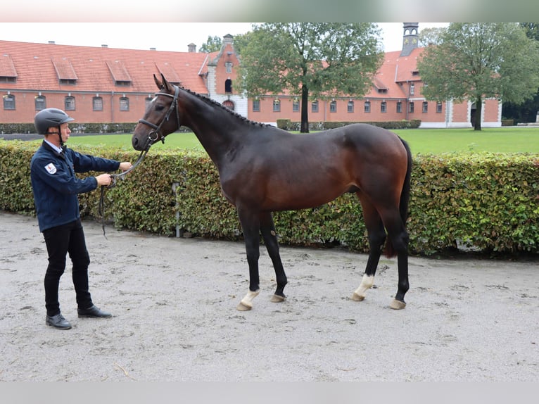 Hannoveriano Caballo castrado 2 años 165 cm Castaño oscuro in Celle