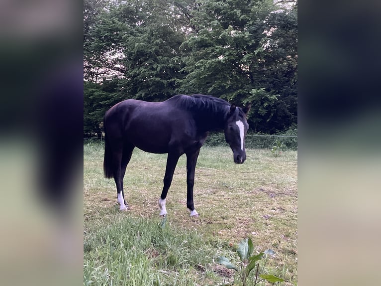 Hannoveriano Caballo castrado 2 años 165 cm Negro in Langwedel