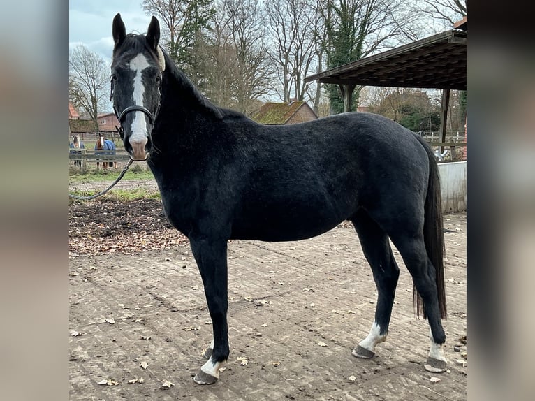 Hannoveriano Caballo castrado 2 años 166 cm Tordillo negro in L&#xFC;neburg