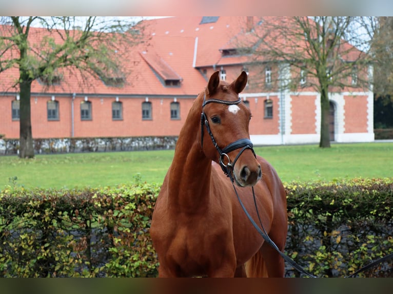 Hannoveriano Caballo castrado 2 años 167 cm Alazán-tostado in Celle