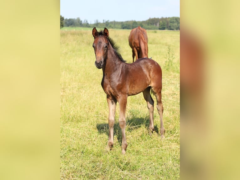Hannoveriano Caballo castrado 2 años 167 cm Castaño oscuro in Eichstätt