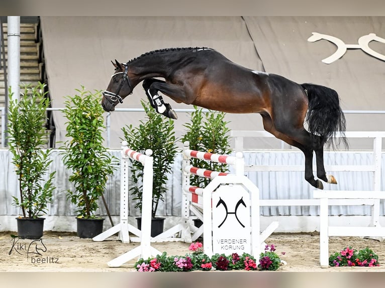 Hannoveriano Caballo castrado 2 años 168 cm Castaño in Wingst Hannoveriano Caballo castrado 2 años 168 cm Castaño in Wingst