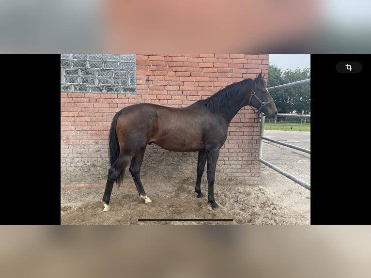 Hannoveriano Caballo castrado 2 años 168 cm Castaño oscuro in Warmsen