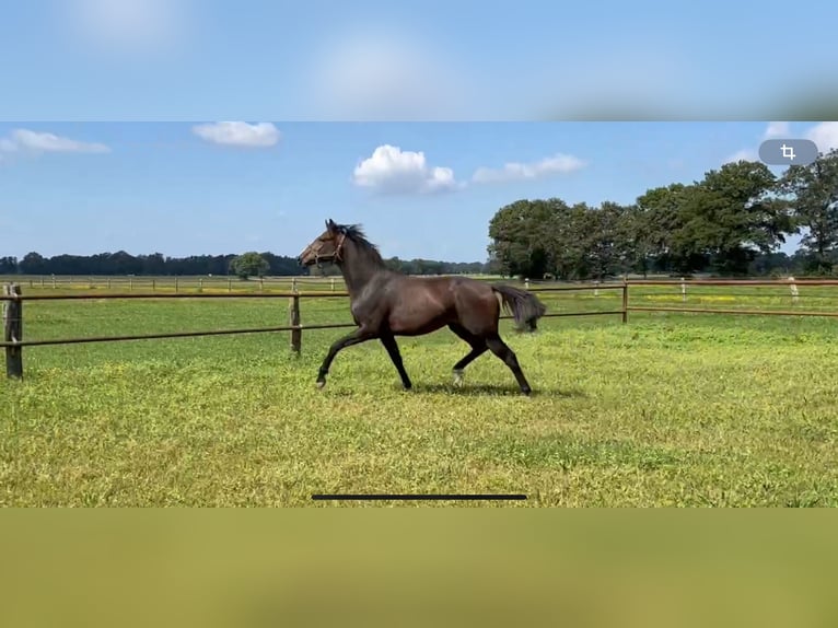 Hannoveriano Caballo castrado 2 años 168 cm Castaño oscuro in Warmsen