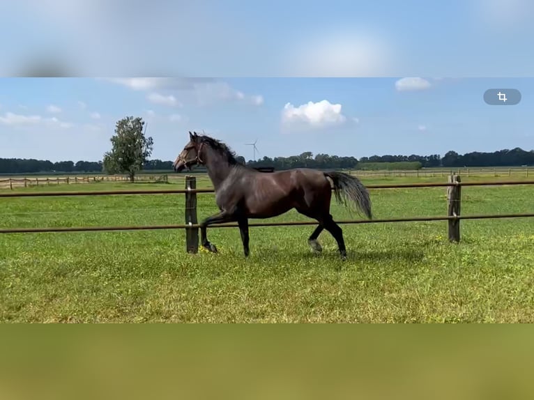 Hannoveriano Caballo castrado 2 años 168 cm Castaño oscuro in Warmsen