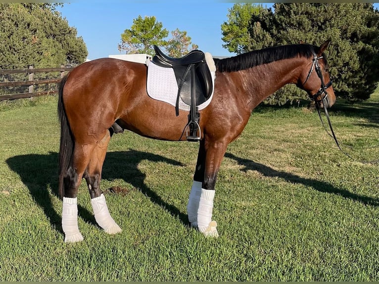 Hannoveriano Caballo castrado 2 años 168 cm Castaño rojizo in Longmont, CO