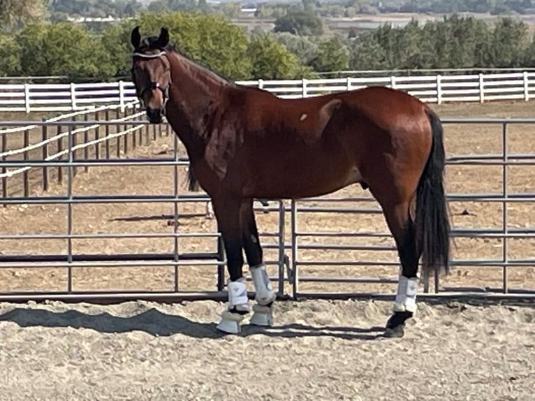 Hannoveriano Caballo castrado 2 años 168 cm Castaño rojizo in Longmont, CO