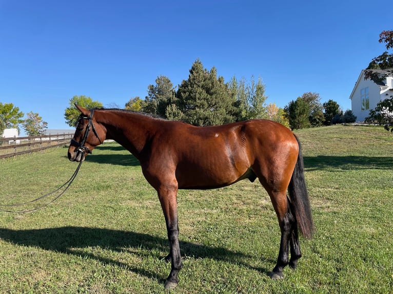 Hannoveriano Caballo castrado 2 años 168 cm Castaño rojizo in Longmont, CO