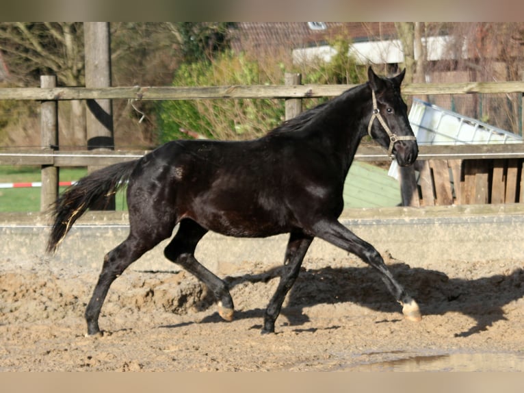 Hannoveriano Caballo castrado 2 años 168 cm Negro in Kutenholz