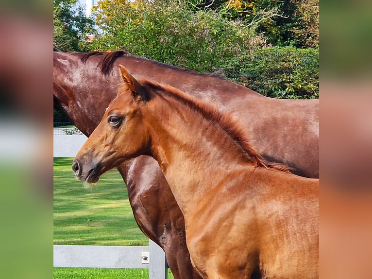 Hannoveriano Caballo castrado 2 años 169 cm Alazán-tostado in Ochtersum