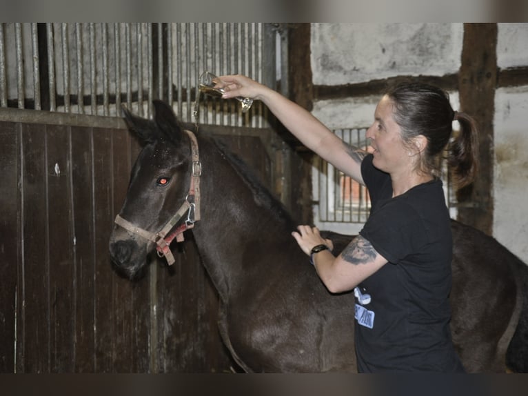 Hannoveriano Caballo castrado 2 años 169 cm Negro in Walsrode