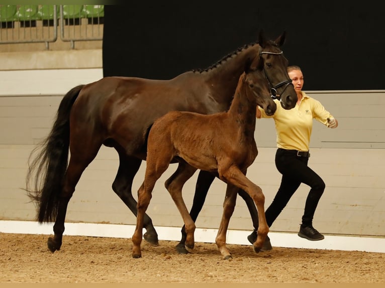 Hannoveriano Caballo castrado 2 años 169 cm Negro in Walsrode