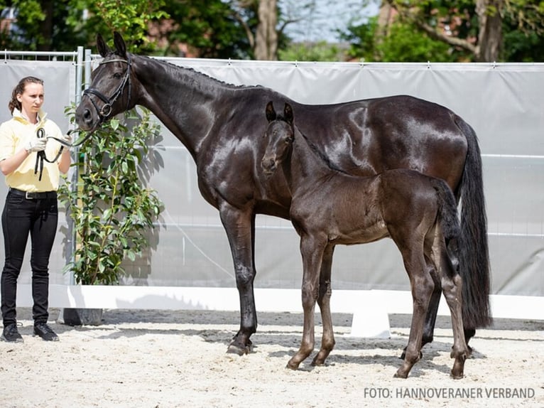 Hannoveriano Caballo castrado 2 años 169 cm Negro in Walsrode