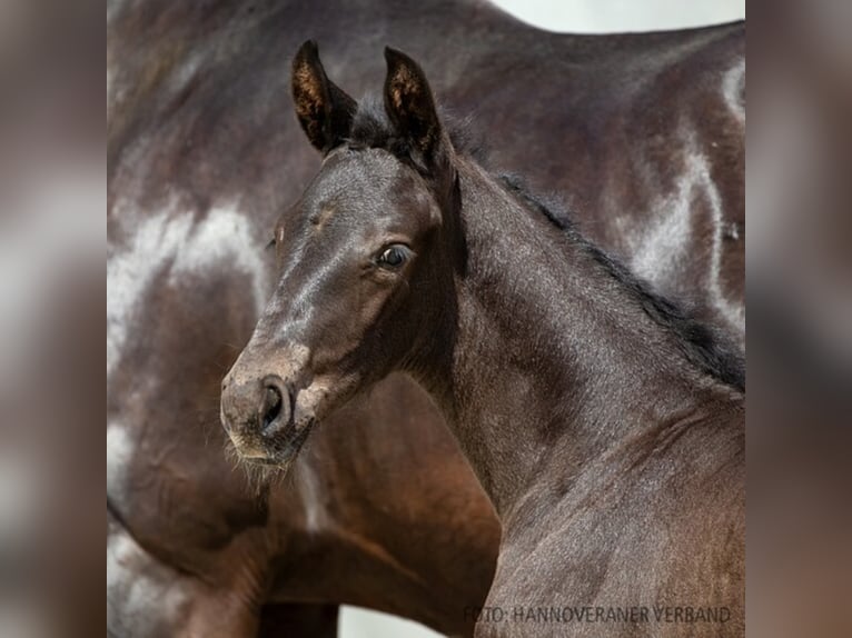 Hannoveriano Caballo castrado 2 años 169 cm Negro in Walsrode