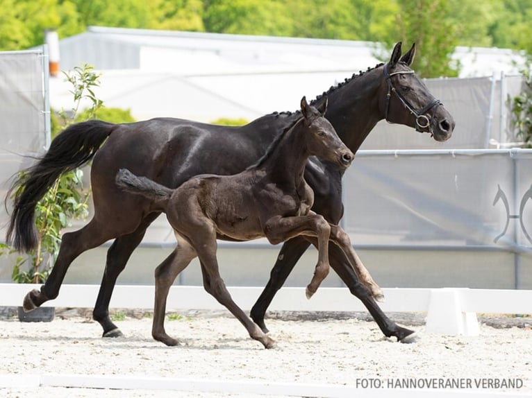 Hannoveriano Caballo castrado 2 años 169 cm Negro in Walsrode