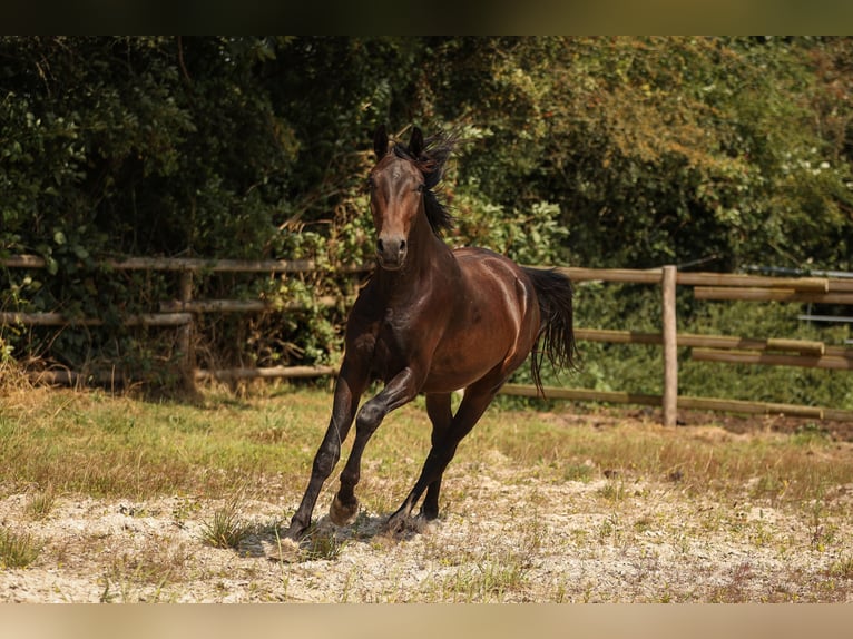 Hannoveriano Caballo castrado 2 años 170 cm Castaño in Moers