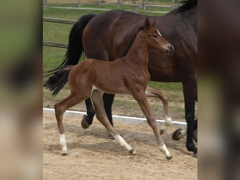 Hannoveriano Caballo castrado 2 años 170 cm Castaño in Ratekau