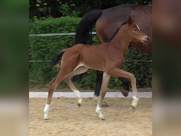 Hannoveriano Caballo castrado 2 años 170 cm Castaño in Ratekau