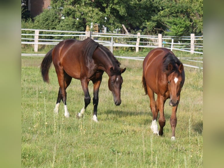 Hannoveriano Caballo castrado 2 años 170 cm Castaño in Ratekau