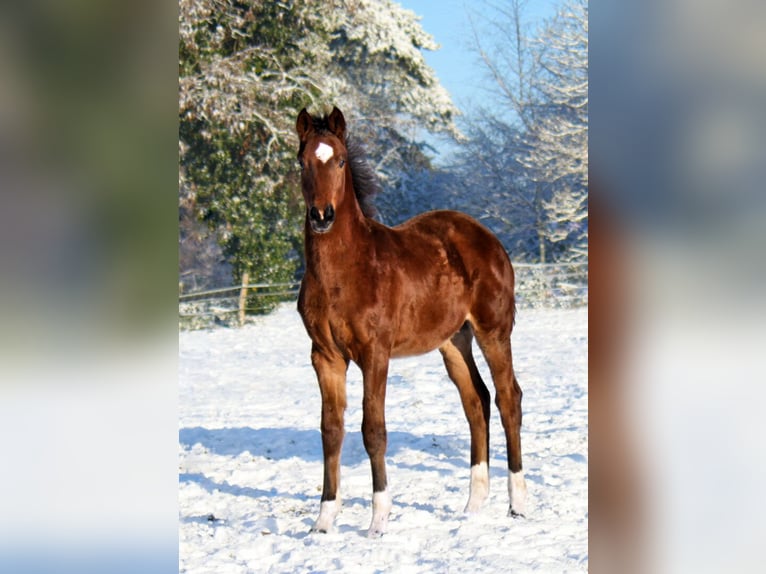 Hannoveriano Caballo castrado 2 años 170 cm Castaño in Ratekau