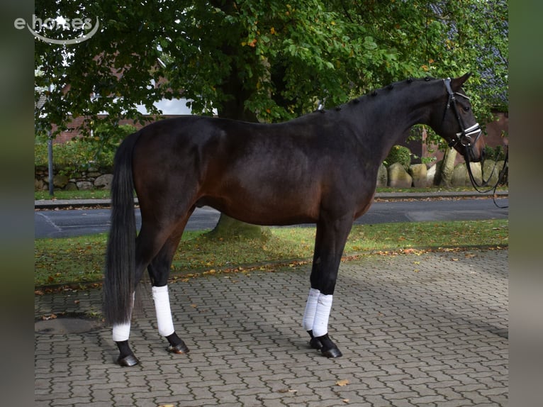 Hannoveriano Caballo castrado 2 años 170 cm Castaño in Fredenbeck