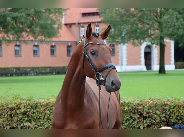 Hannoveriano Caballo castrado 2 años 170 cm Castaño in Celle